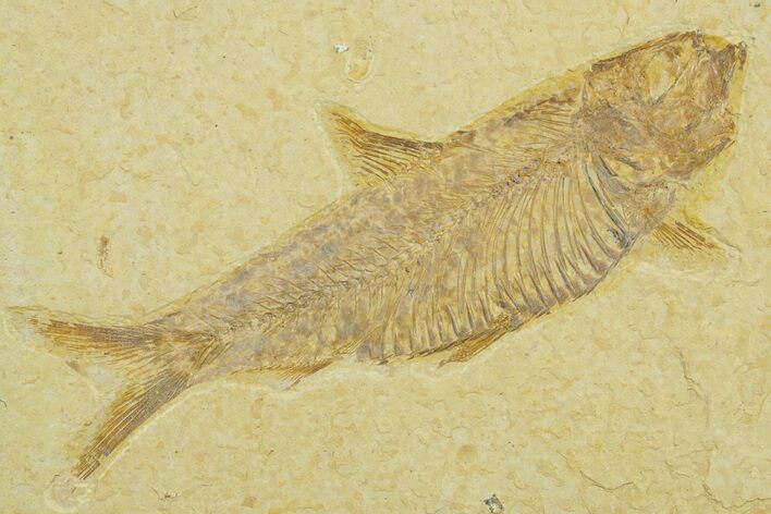 Detailed Fossil Fish (Knightia) - Wyoming #369392